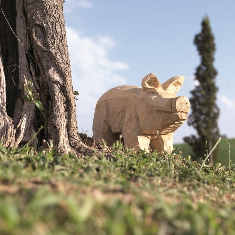 Schwein Pappel natur